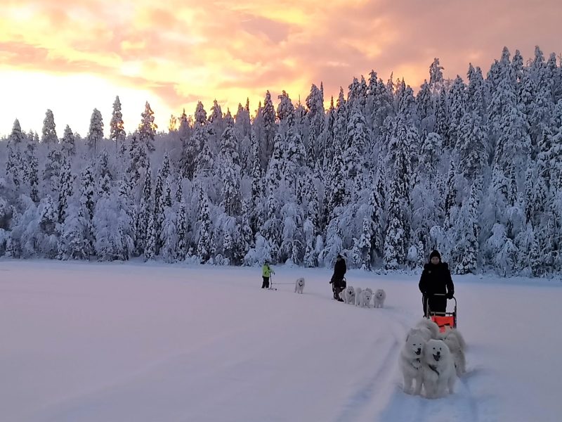 Attelage de samoyèdes en forêt boréale