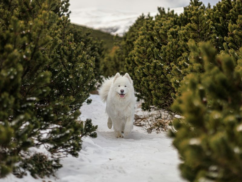 Cani-randonnée en forêt boréale, samoyède en traction